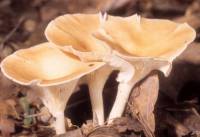 Clitocybe gibba image