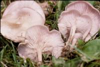 Clitocybe tarda image