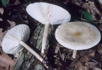 Melanoleuca alboflavida image