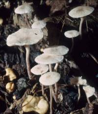 Collybia cookei image