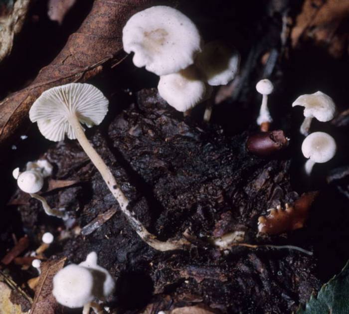 Collybia tuberosa image