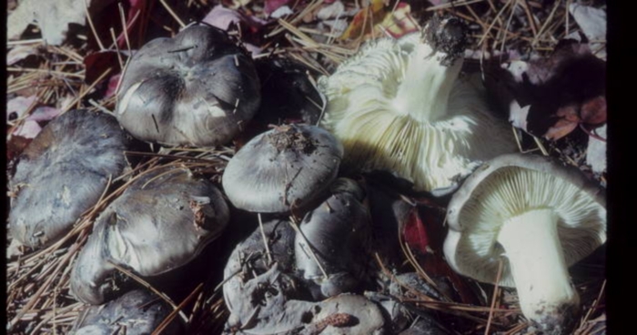 Tricholoma portentosum image