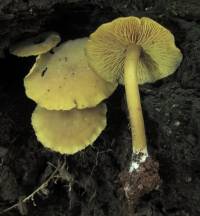 Callistosporium luteoolivaceum image