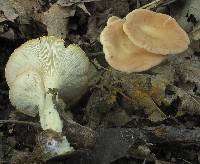 Clitocybe gibba image