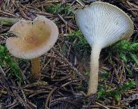 Clitocybe squamulosa image