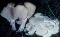 Clitocybe subconnexa image