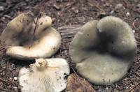 Clitocybe aeruginosa image