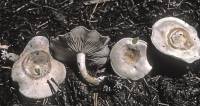 Clitocybe albirhiza image