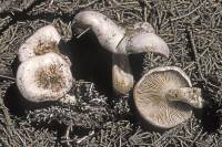 Clitocybe albirhiza image