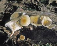 Clitocybe americana image