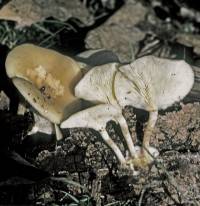 Clitocybe americana image