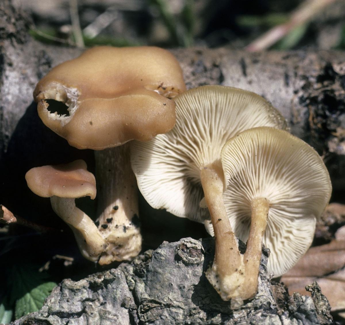 Clitocybe image