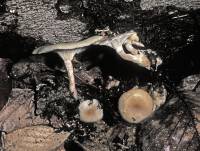 Clitocybe americana image