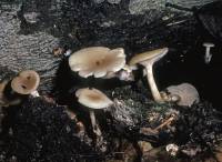 Clitocybe americana image