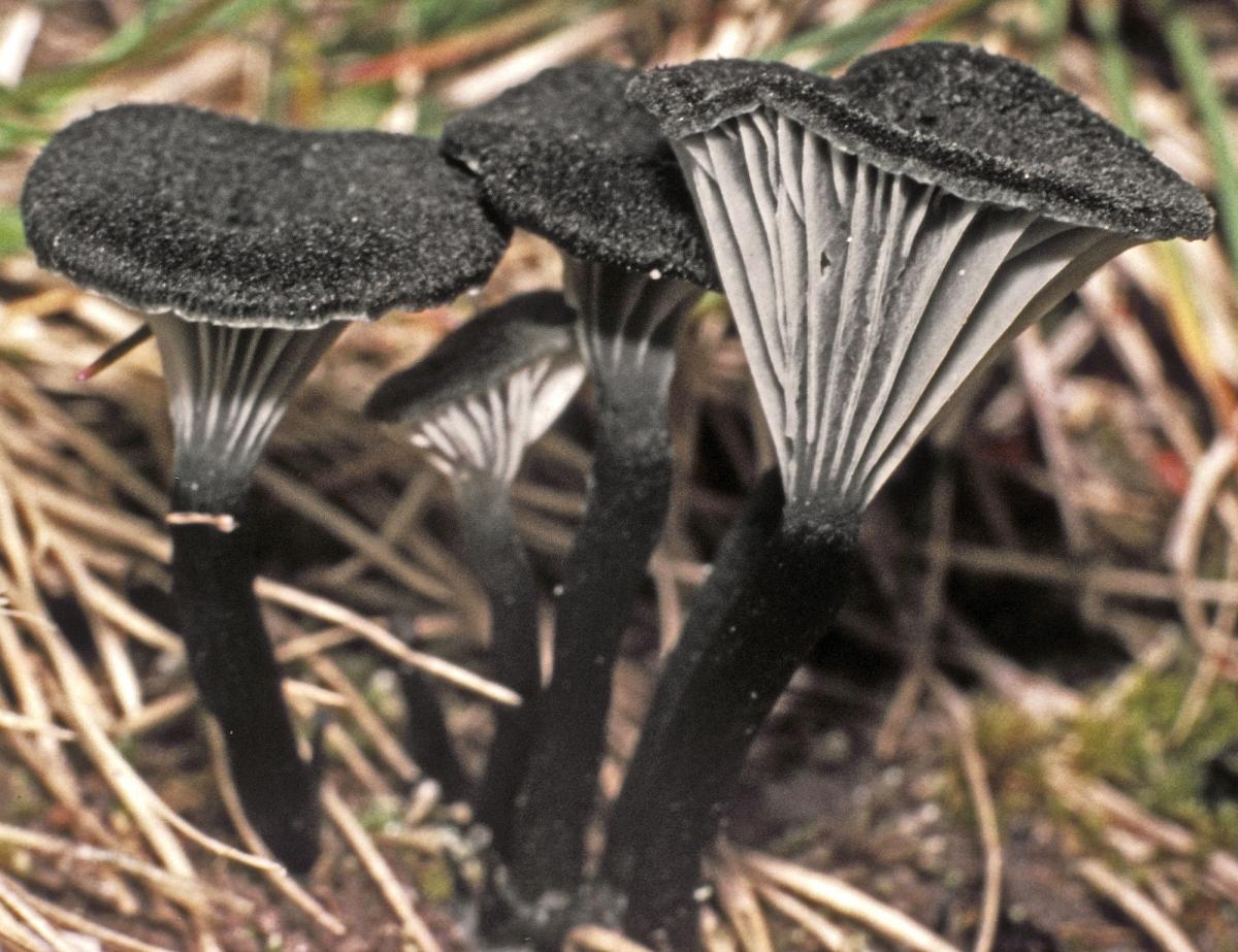 Clitocybe atroviridis image