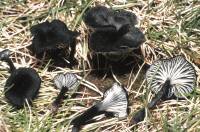 Clitocybe atroviridis image