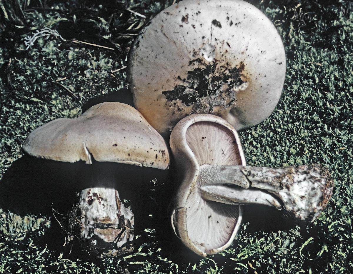 Clitocybe bartelliae image