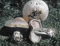 Image of Clitocybe bartelliae