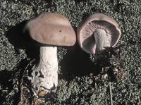 Clitocybe bartelliae image