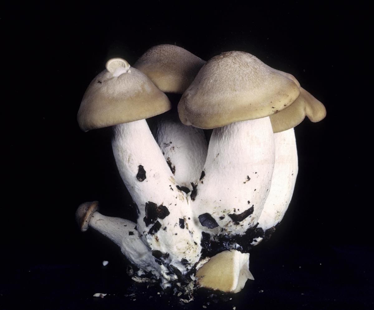 Clitocybe image