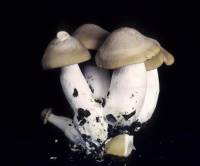 Image of Clitocybe benekei