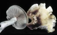 Clitocybe benekei image