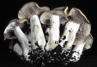 Clitocybe benekei image