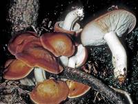 Tricholoma cartilagineum image