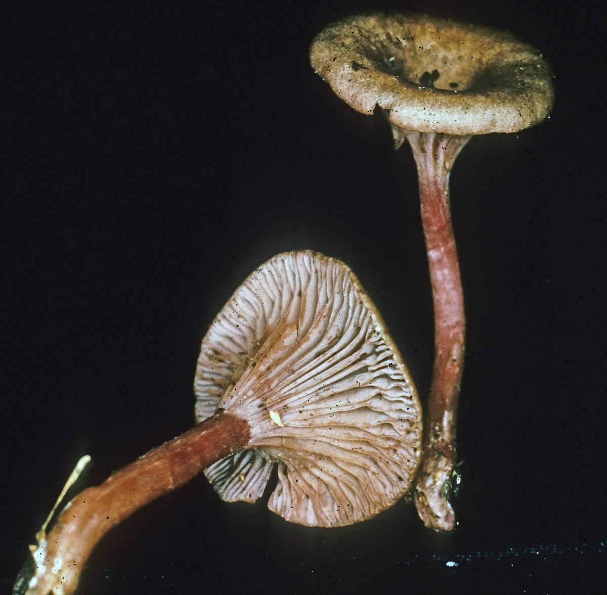 Clitocybe cokeri image