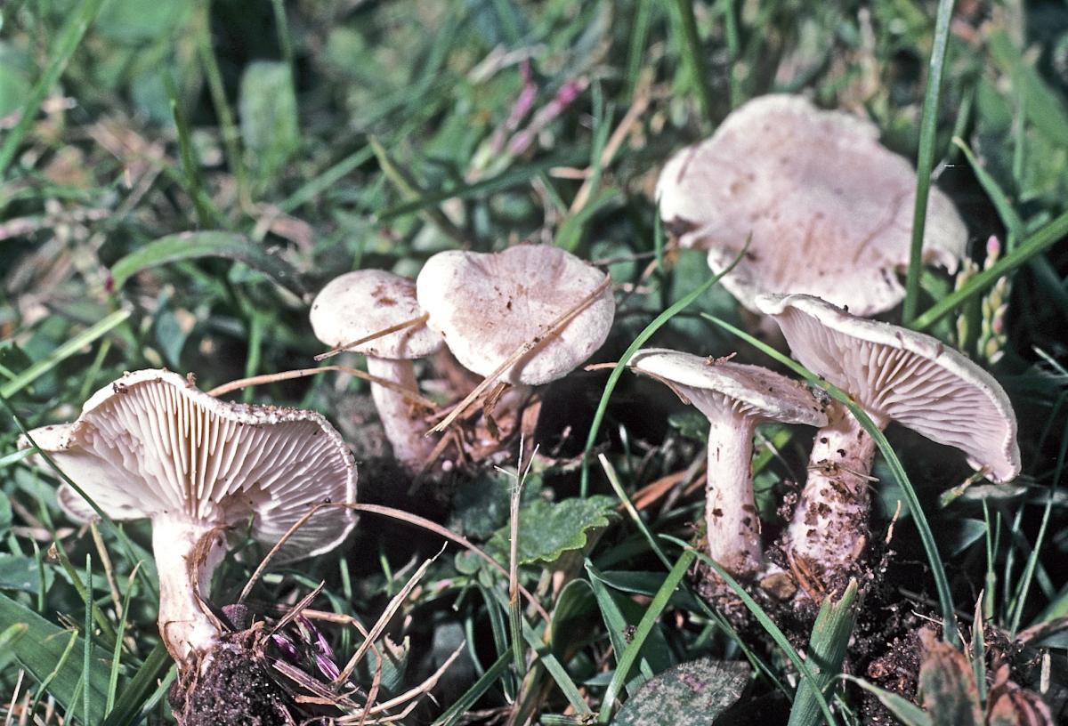 Clitocybe rivulosa image