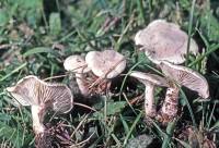 Image of Clitocybe dealbata