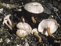 Image of Clitocybe densifolia