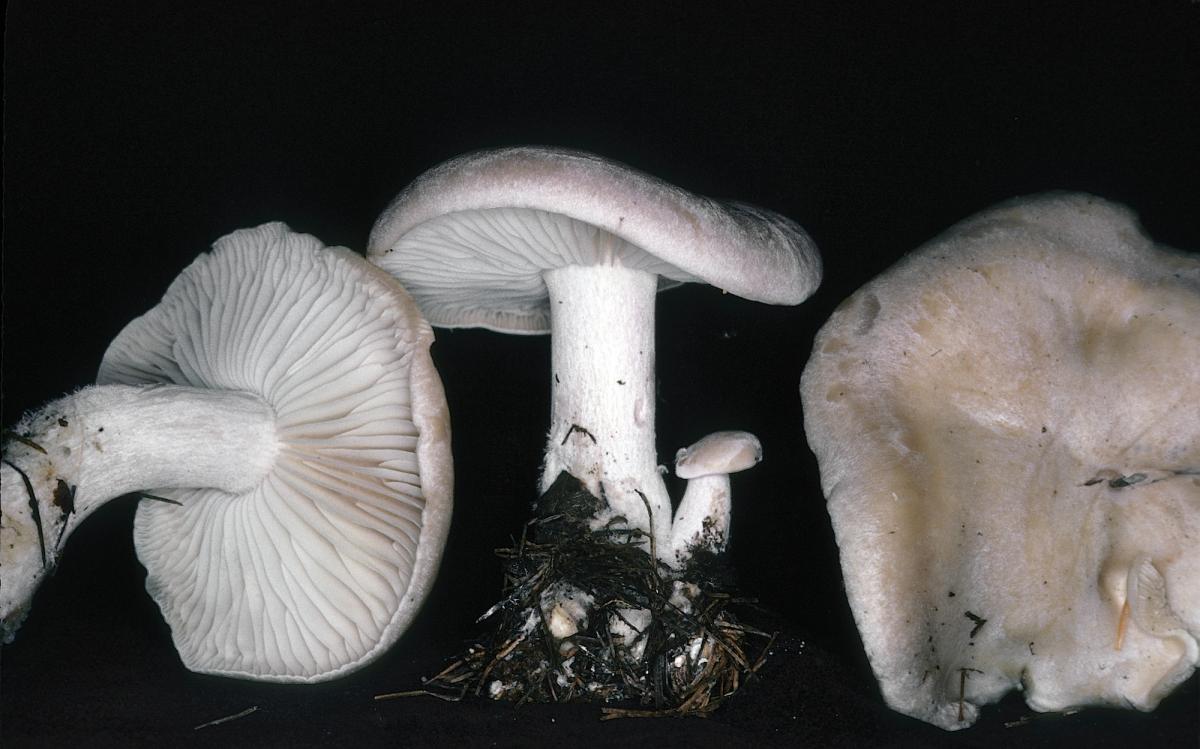 Clitocybe highlandensis image