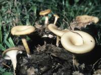 Clitocybe hydrogramma image