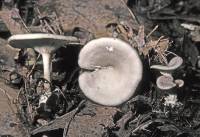 Clitocybe hydrogramma image