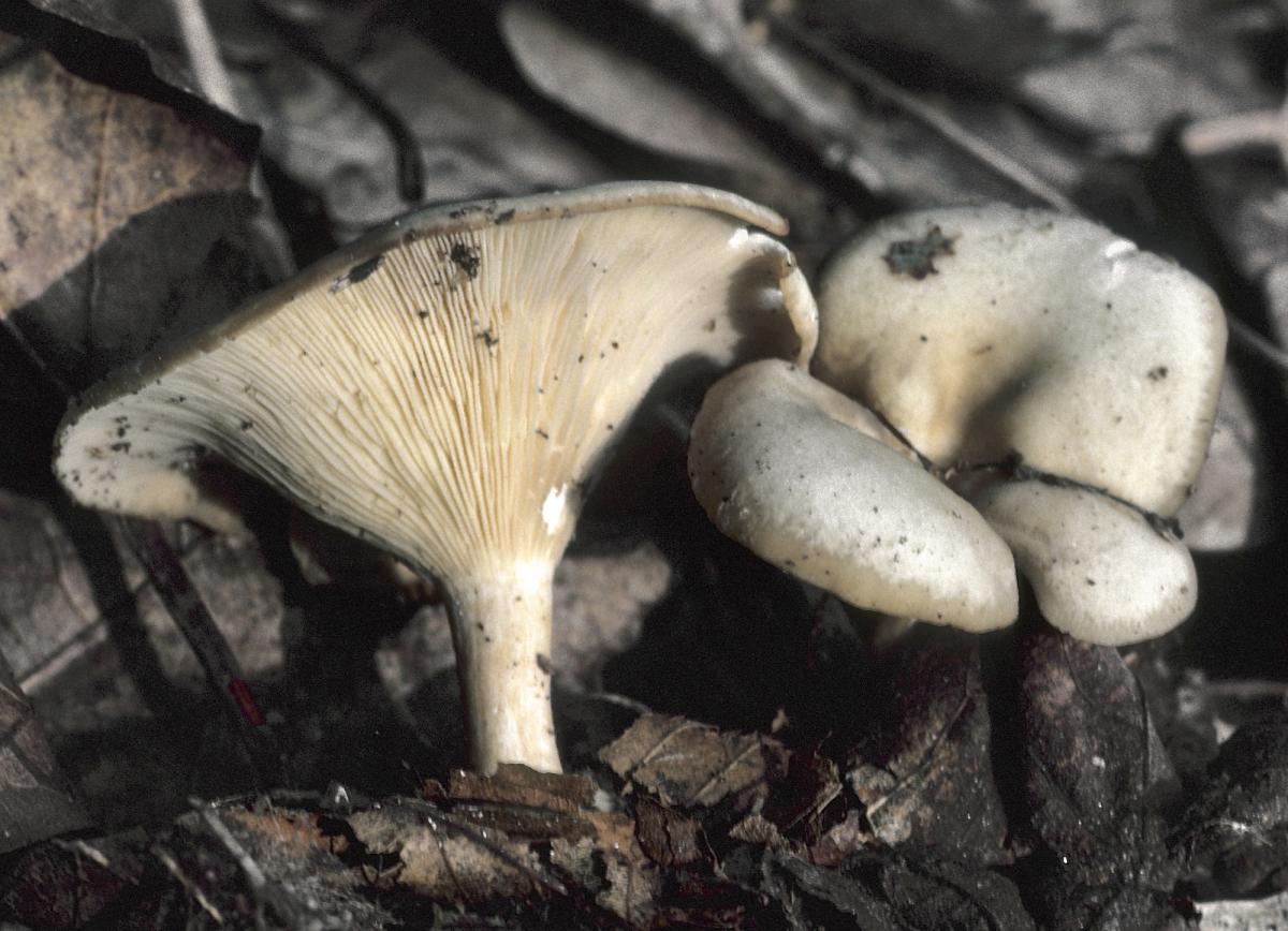 Clitocybe hydrogramma image