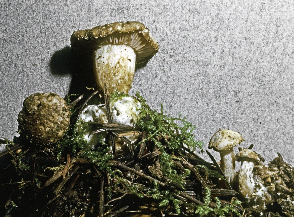 Clitocybe image