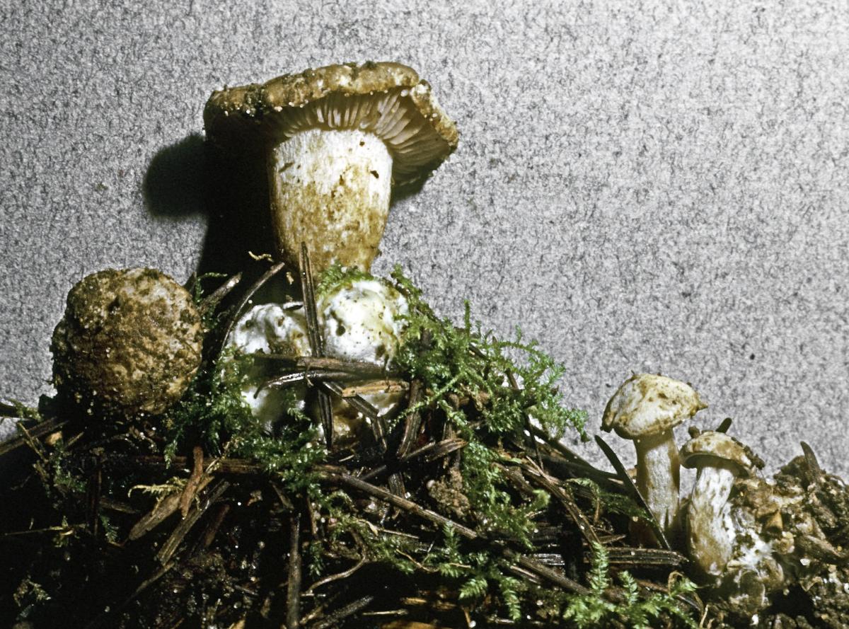 Clitocybe sclerotoidea image