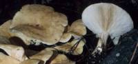 Leucopaxillus giganteus image