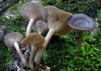 Pseudoclitocybe cyathiformis image