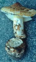 Squamanita umbonata image