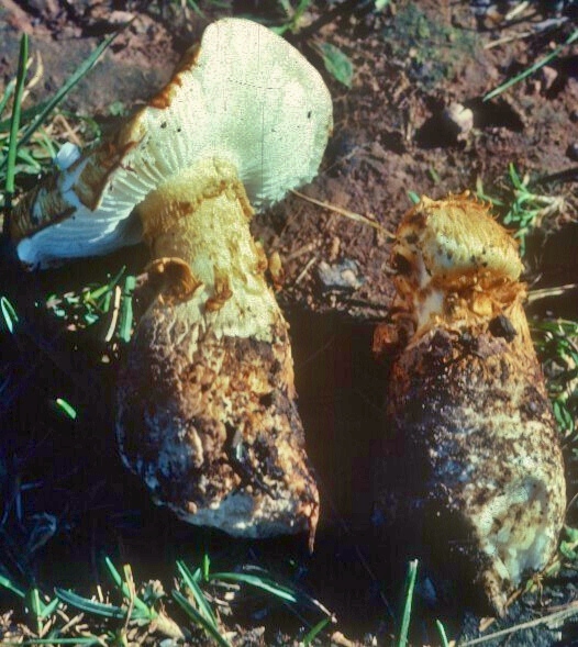 Squamanita umbonata image