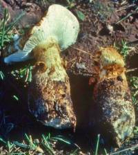 Image of Squamanita umbonata