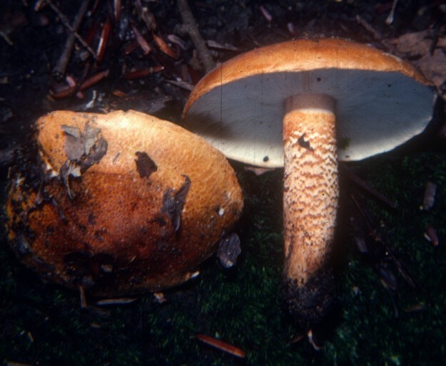 Tricholoma aurantium image