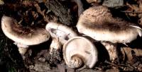 Tricholoma caligatum image