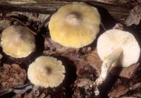 Tricholoma davisiae image