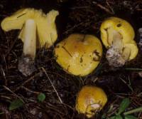 Tricholoma equestre image