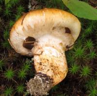 Tricholoma focale image