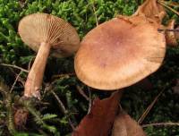 Tricholoma fulvum image