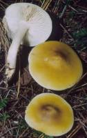 Image of Tricholoma fumosoluteum